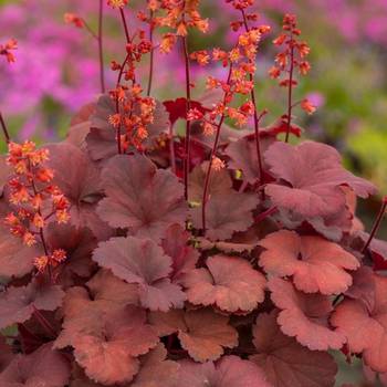 Гейхера Heuchera ‘Cherry Cola’